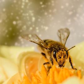 Bees, Balm and Biodiversity